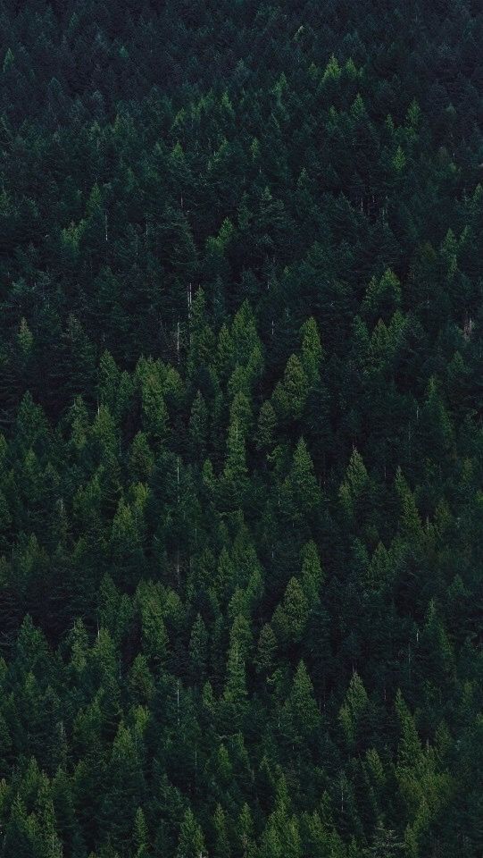 Free download Forest 2 Dark green aesthetic Forest wallpaper iphone Nature  [541x960] for your Desktop, Mobile & Tablet | Explore 12+ Dark Green Jungle  Wallpapers | Dark Green Wallpaper, Dark Green Background, Jungle Wallpaper