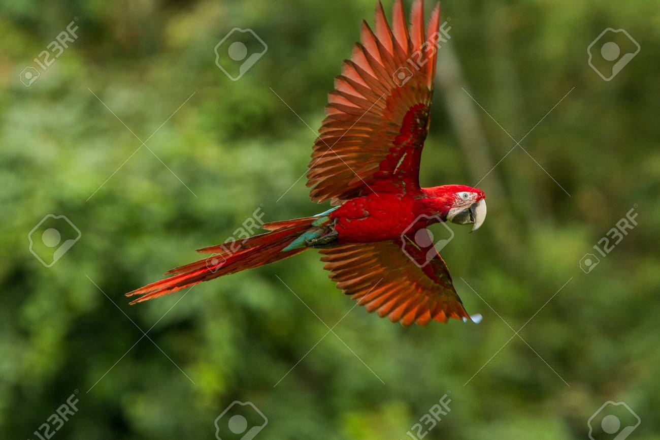 Red Parrot In Flight Macaw Flying Green Vegetation Background