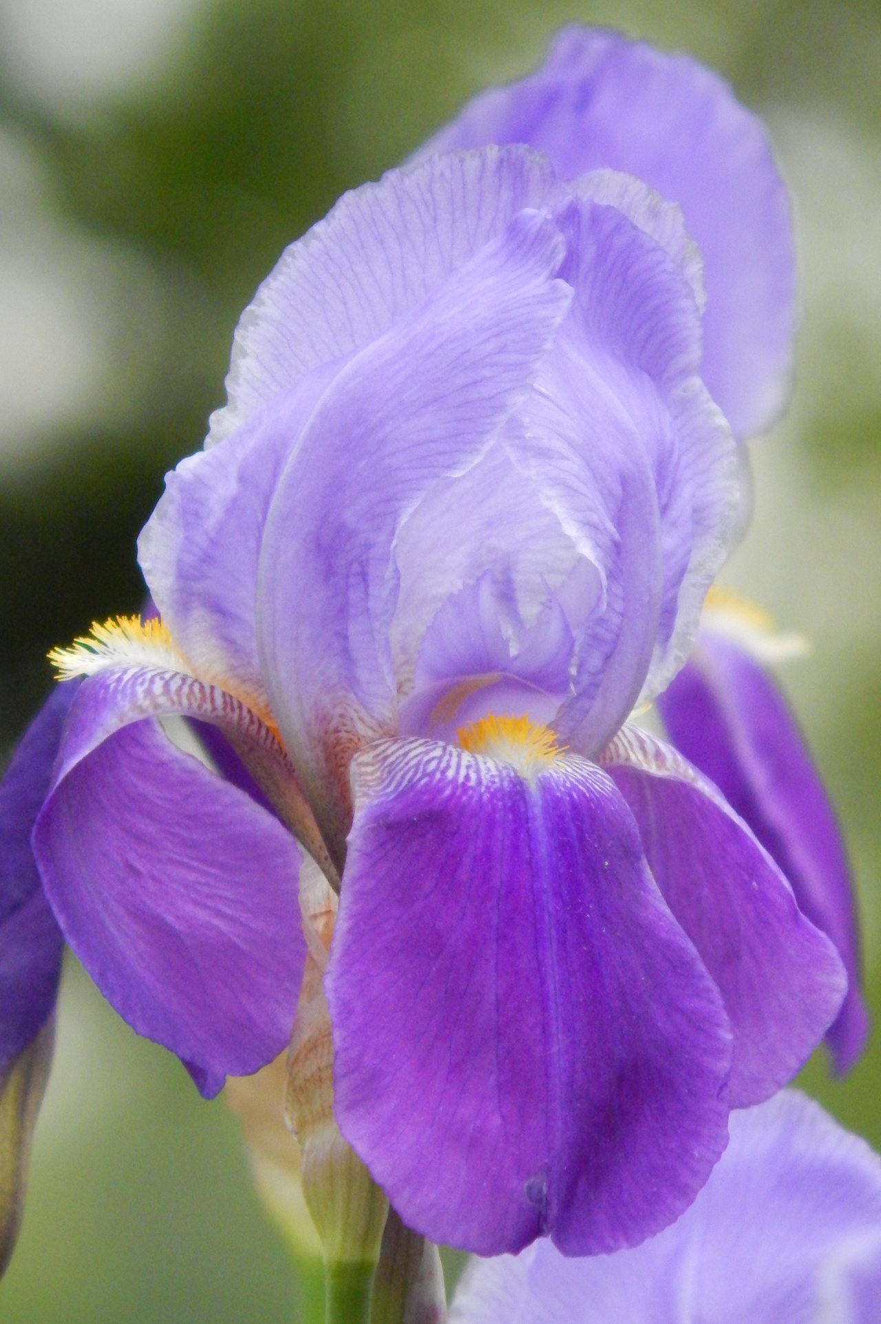 Bearded Iris Closeup By Madgardens