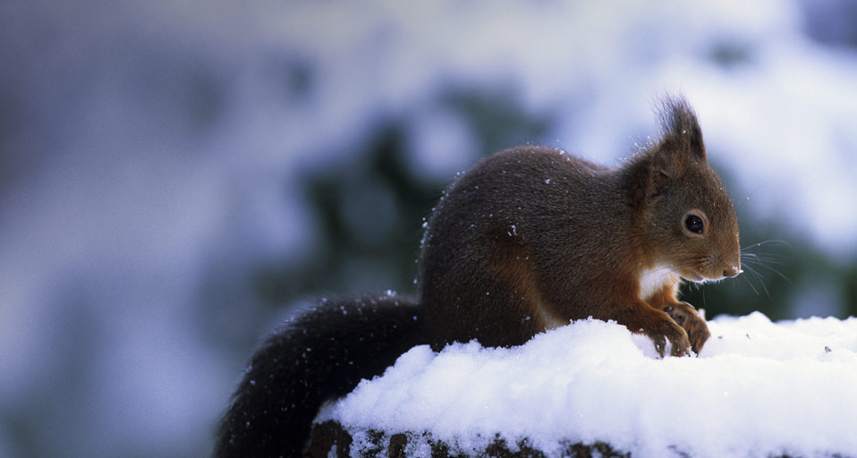 Bing Images squirrel Europisches Eichhrnchen sucht im Schnee