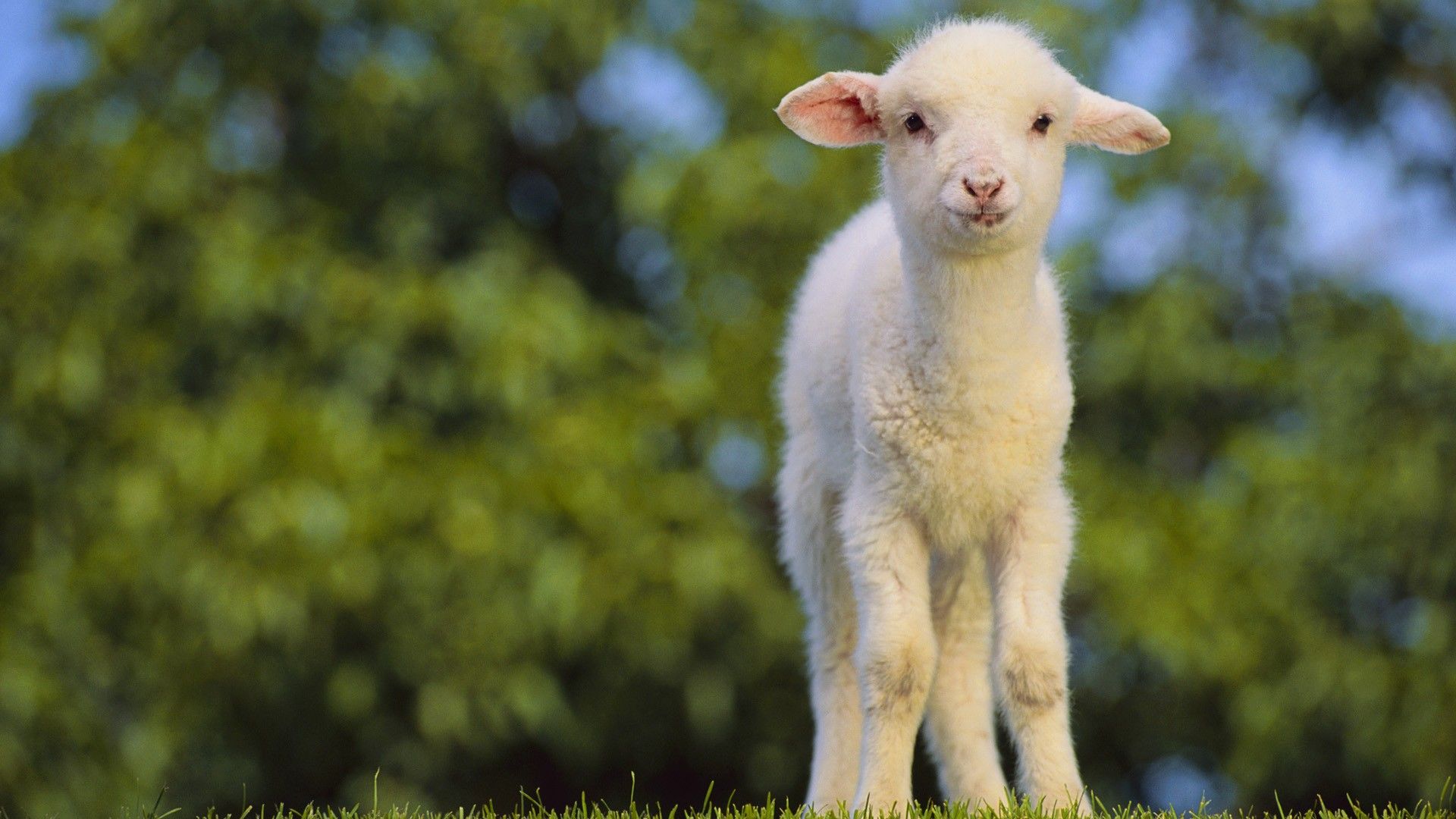 Baby Lamb Wallpaper Image Sheep Animals