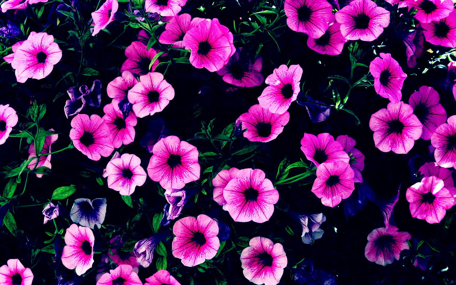 Purple Flower Wallpapers HD - WallpaperSafari