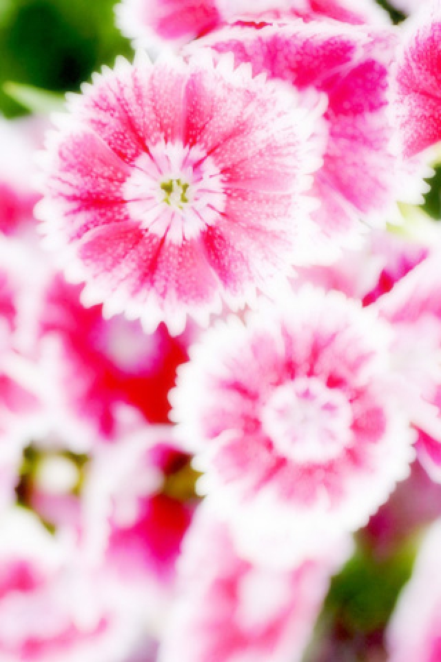 Pink Blossom Flower And Blue Sky iPhone HD Wallpaper