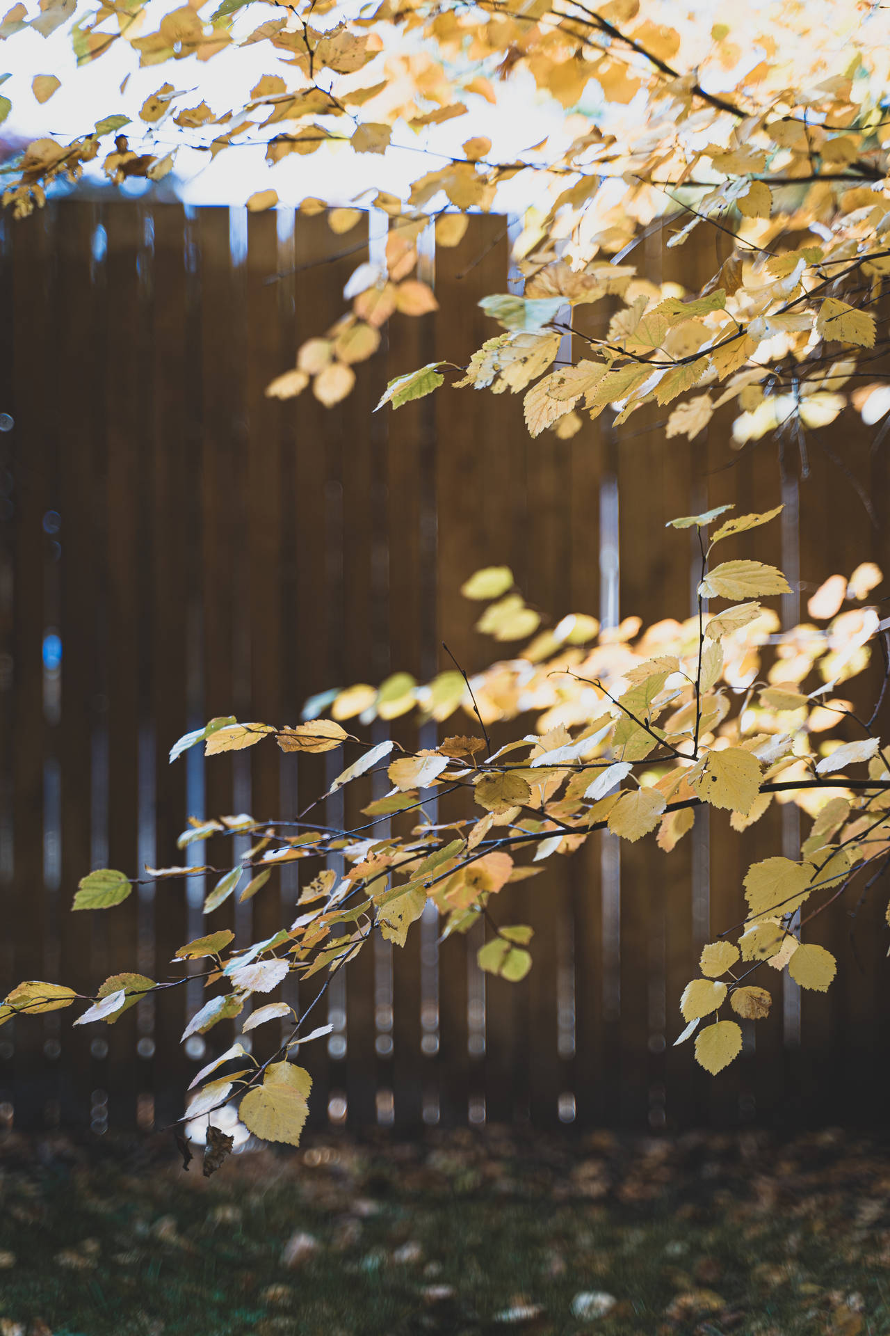 Autumn Phone Wallpaper