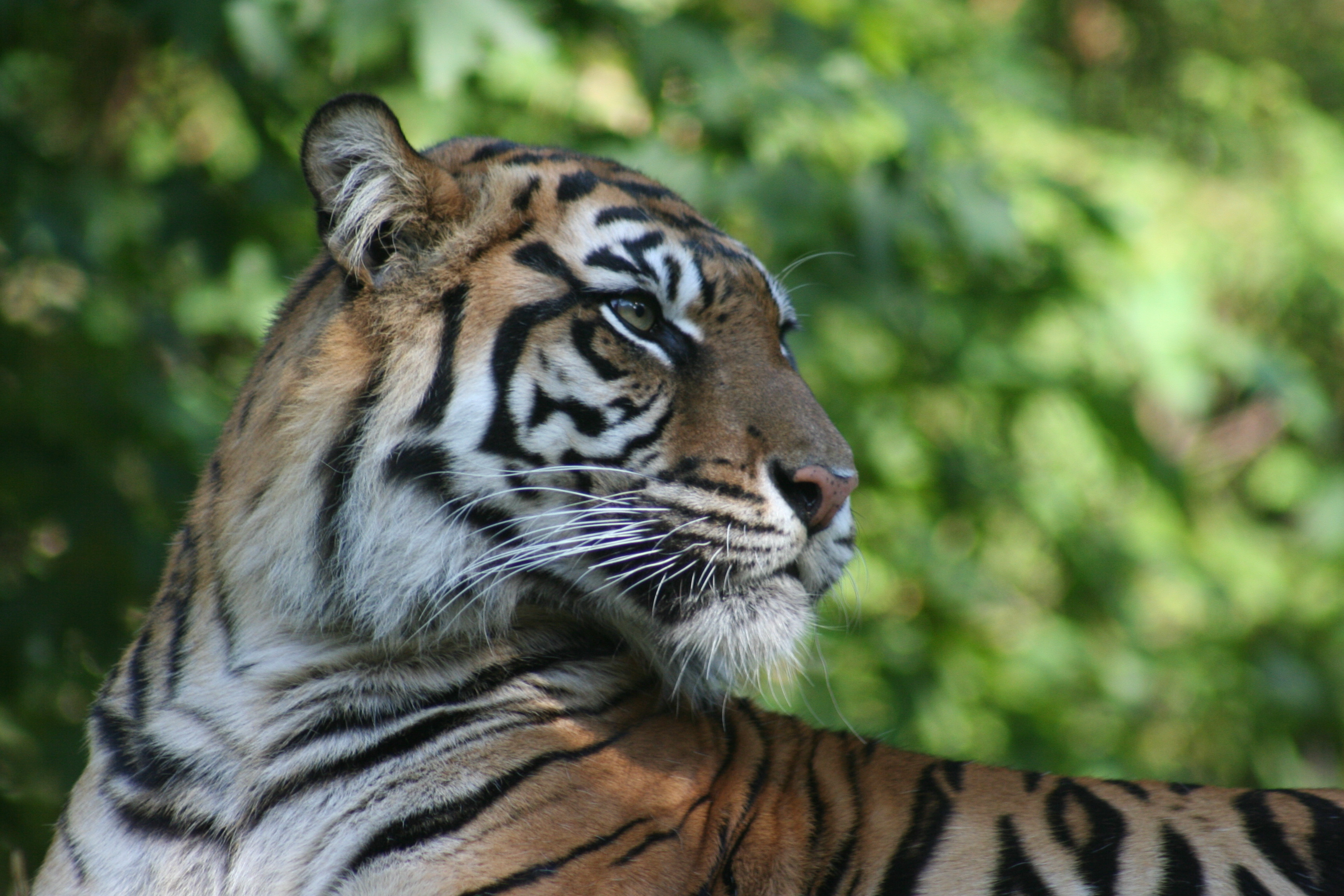 High Resolution Desktop Wallpaper Of Tiger Photo Cat Big For