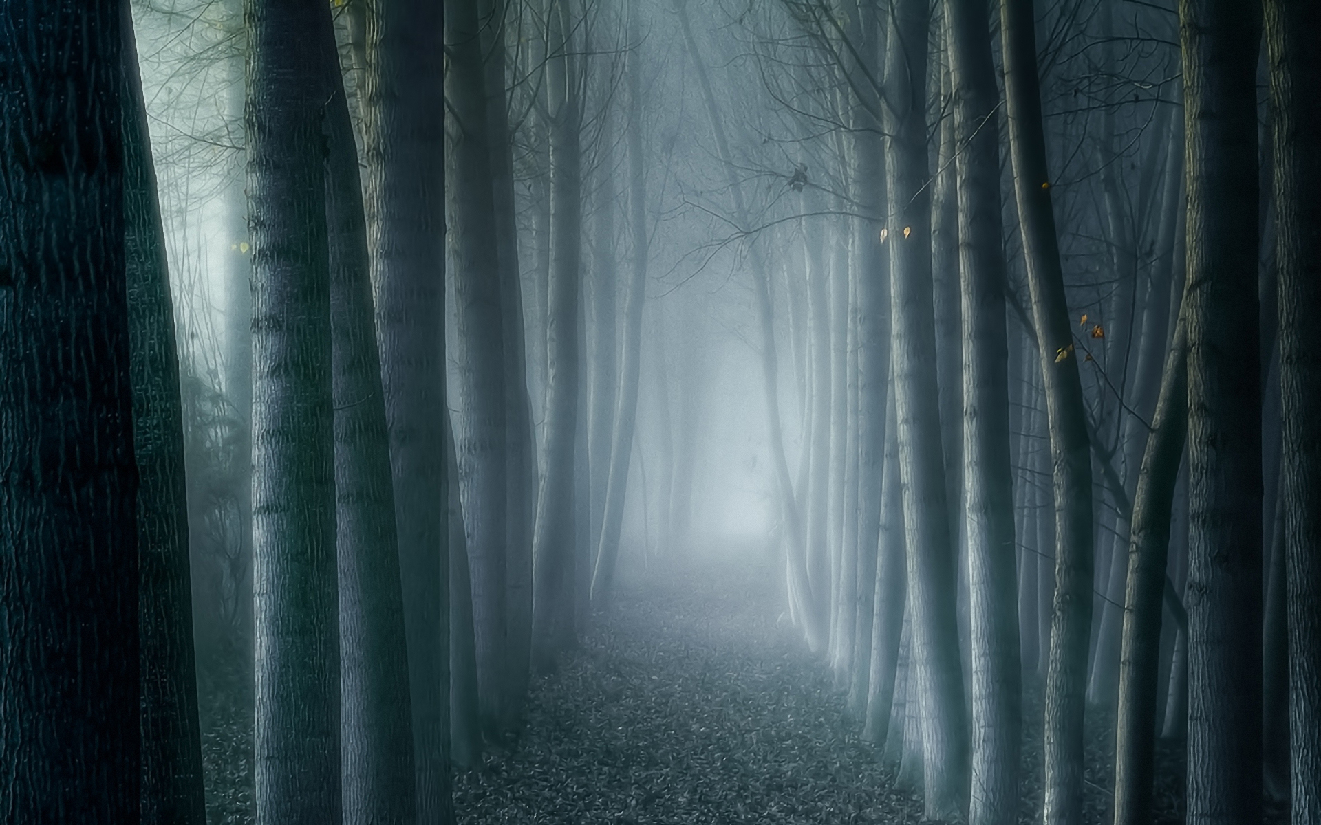 Foggy Forest Wallpaper HD