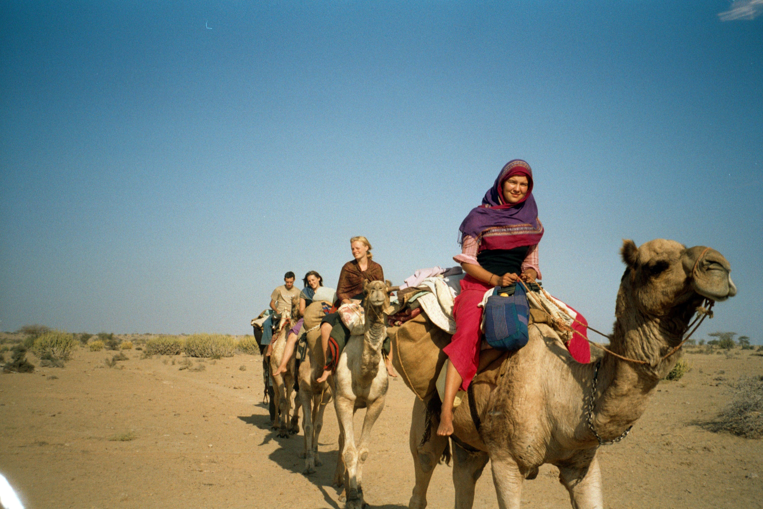 Camel Wallpaper HD