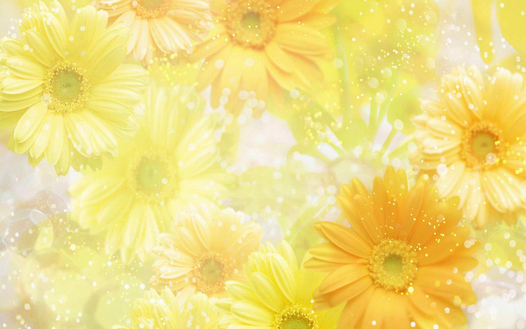 Free Yellow Spring Flowers computer desktop wallpapers pictures 1680x1050