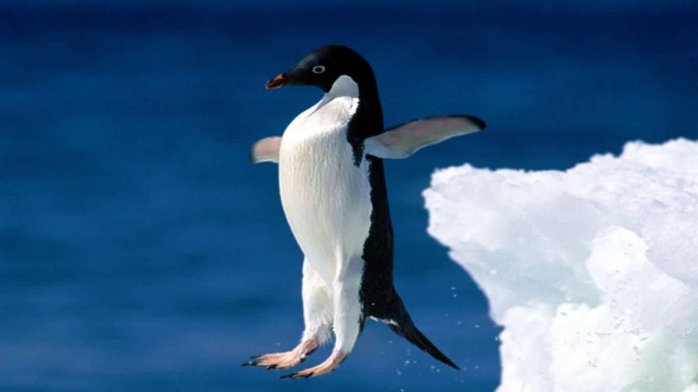 Penguin Diving Wallpaper Dank Pictures Penguins Animals