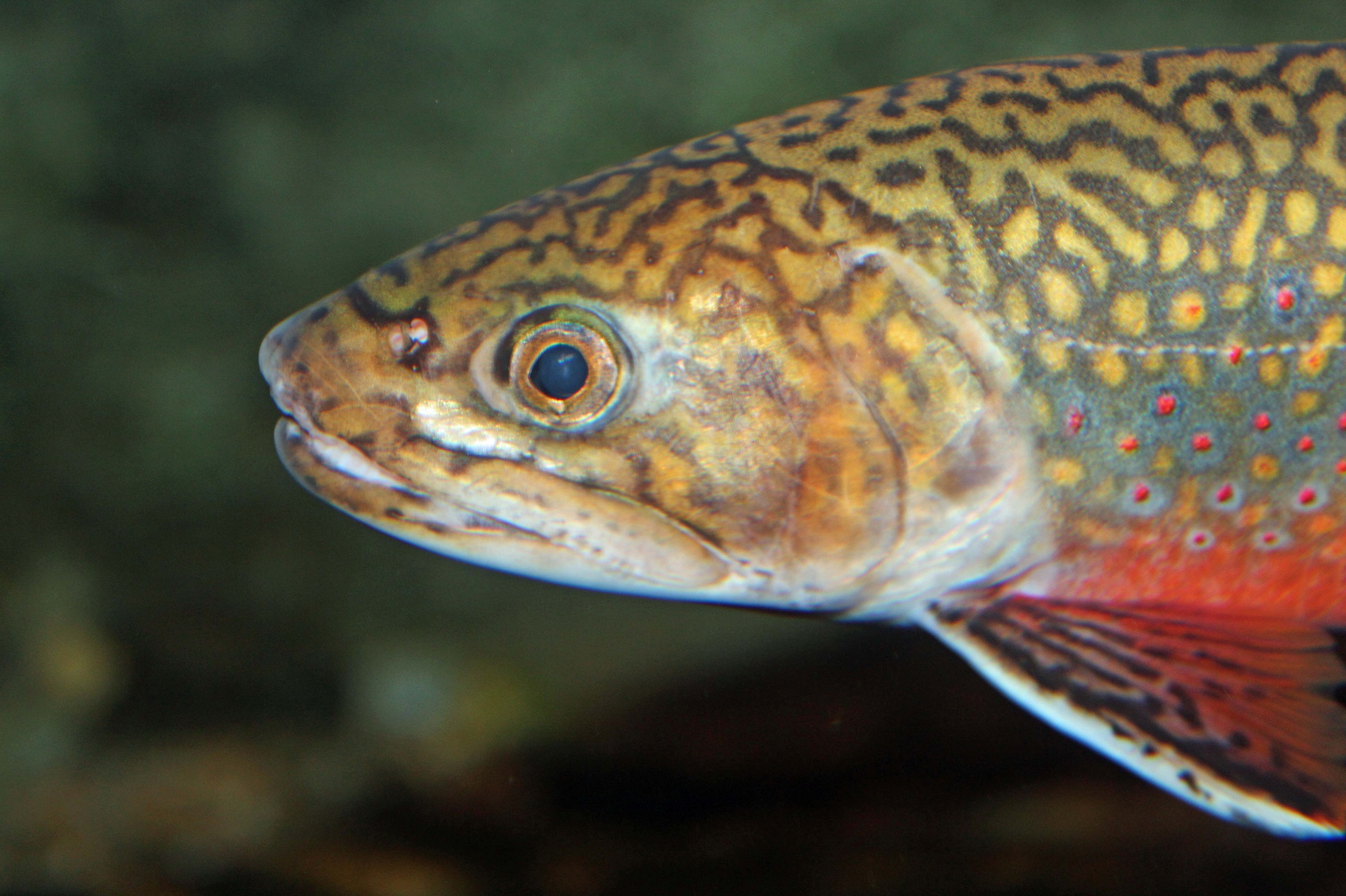 Face brook trout photo and wallpaper Cute Face brook trout pictures 2184x1455