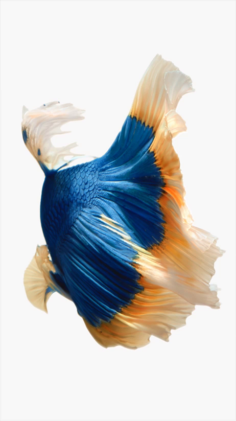 iPhone 6s Wallpaper New Ios Right Here Bgr