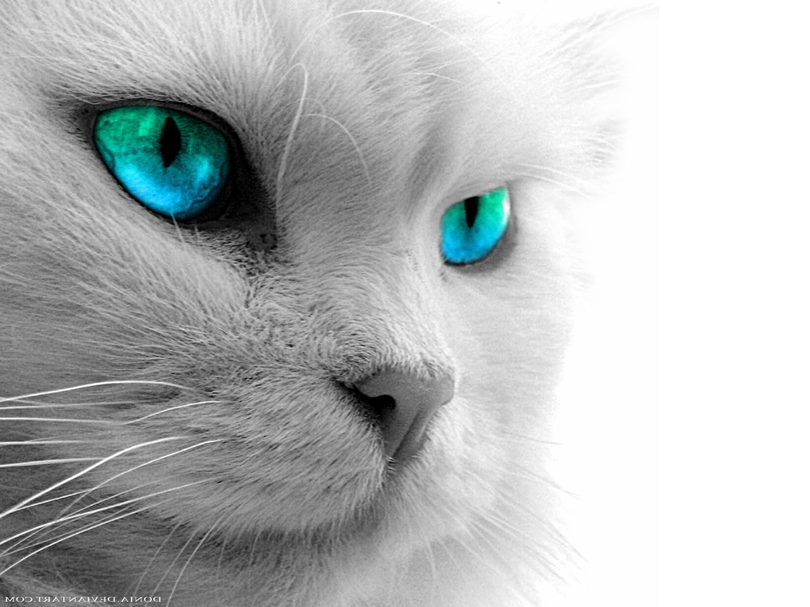  Eyes Wallpapers Blue Cat Eyes Yellow Cat Eyes Green Red Cats Eyes