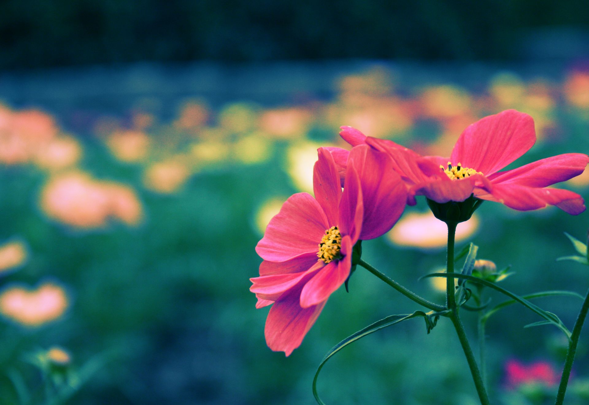 Cute Flower Wallpapers Desktop These Images Are Free To Download And 