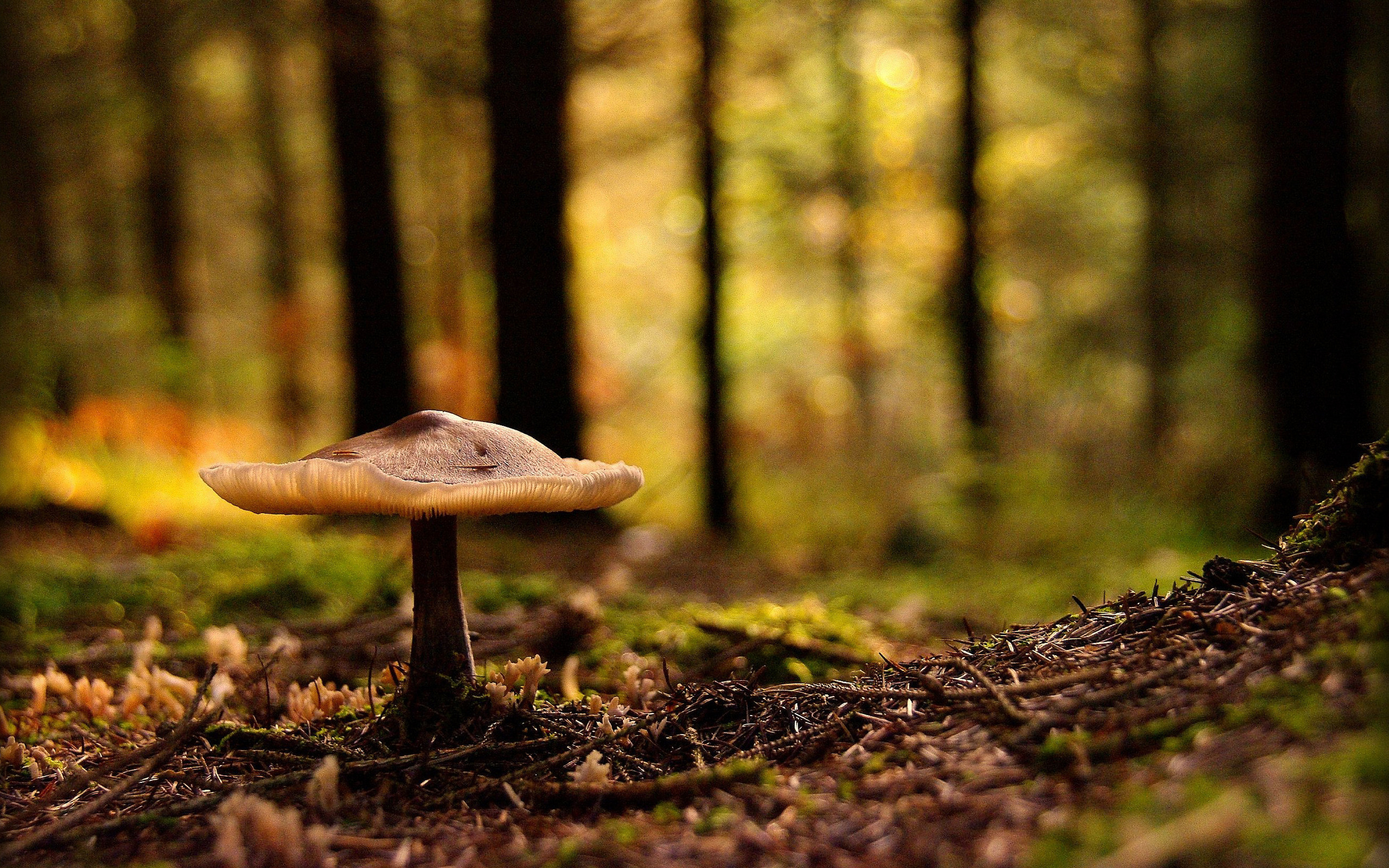 Forest Mushroom wallpapers and images   wallpapers pictures photos