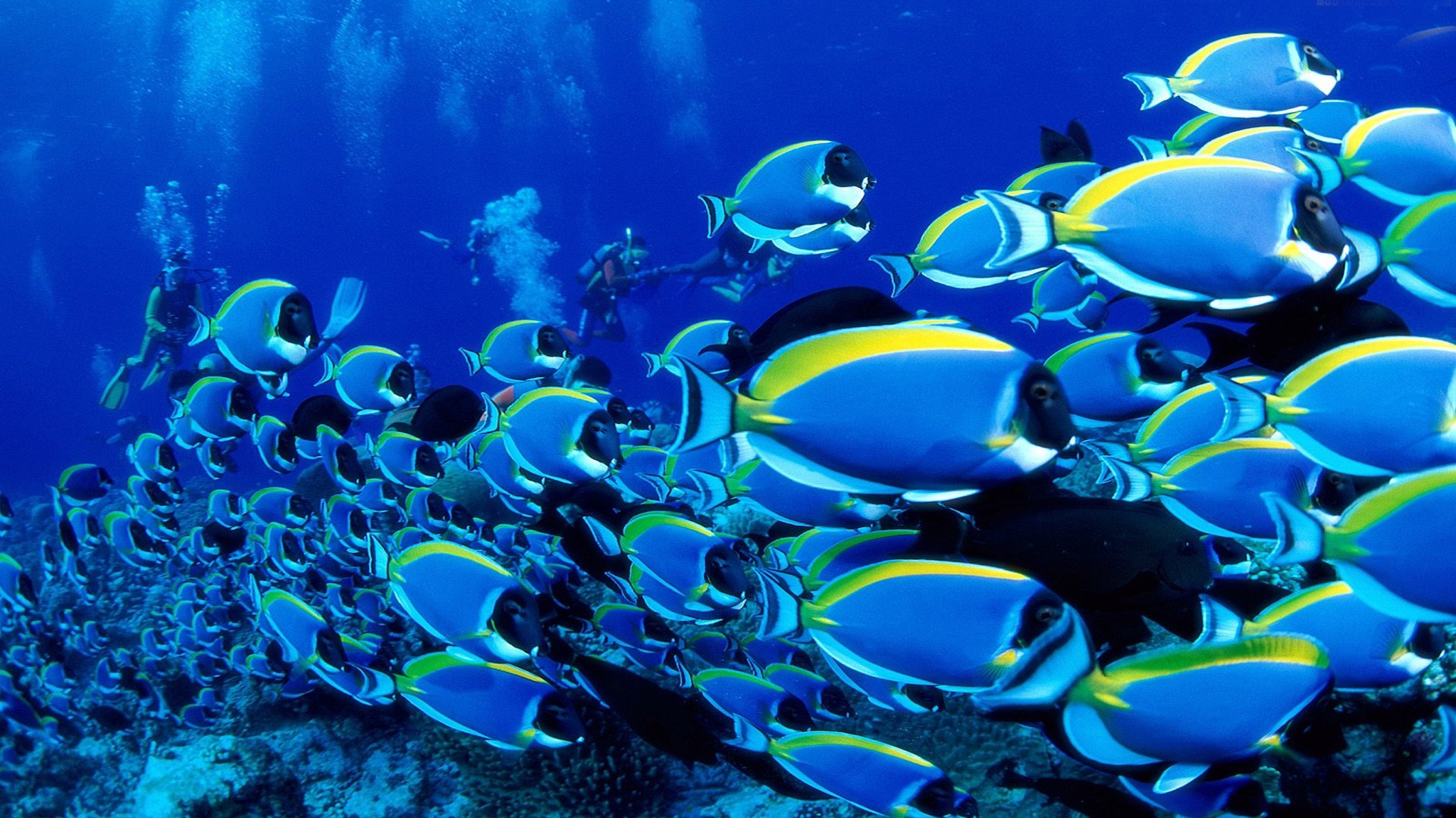 Animals Ocean Tropical Fish Wallpaper Background HD