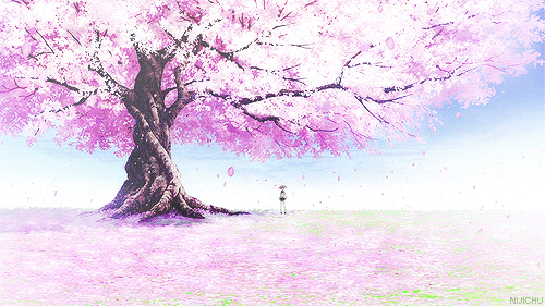 Free download Cherry Blossoms [500x281] for your Desktop, Mobile & Tablet |  Explore 41+ Anime Cherry Blossom Wallpaper | Cherry Blossom Background, Cherry  Blossom Wallpaper, Cherry Blossom Backgrounds