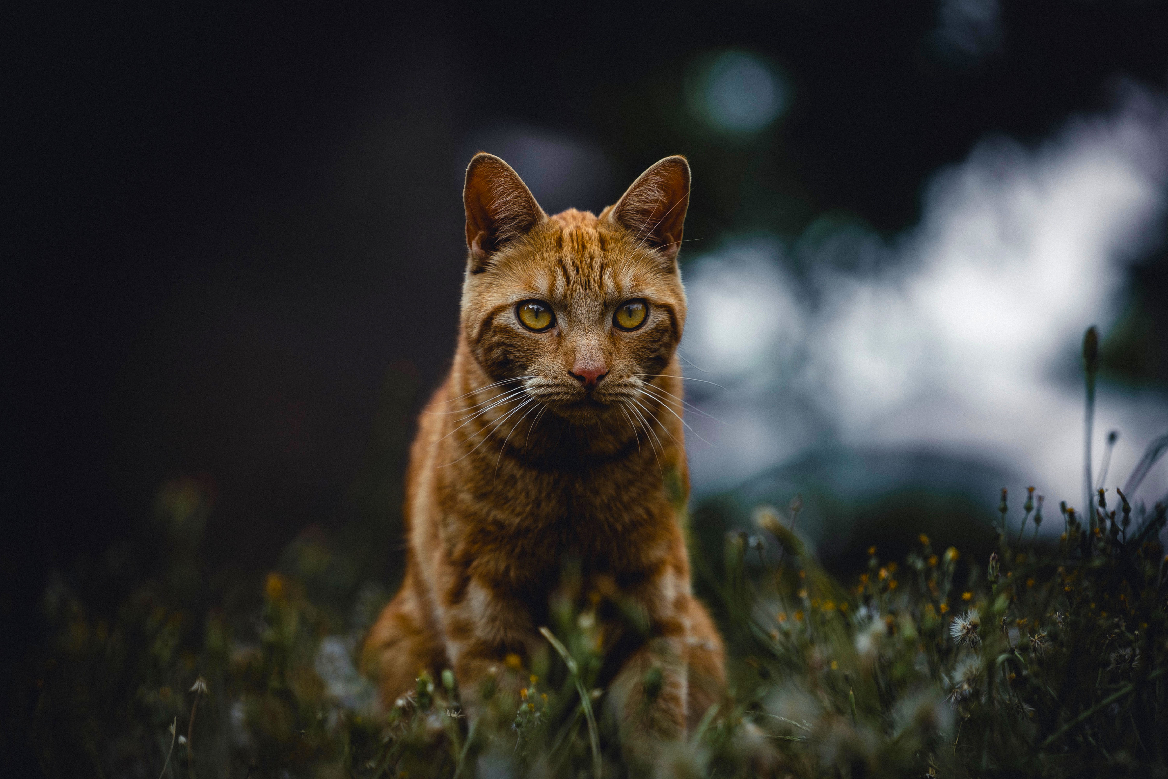 A majestic ginger tabby cat sits alertly in a field of tall grass, its piercing gaze fixed on the camera