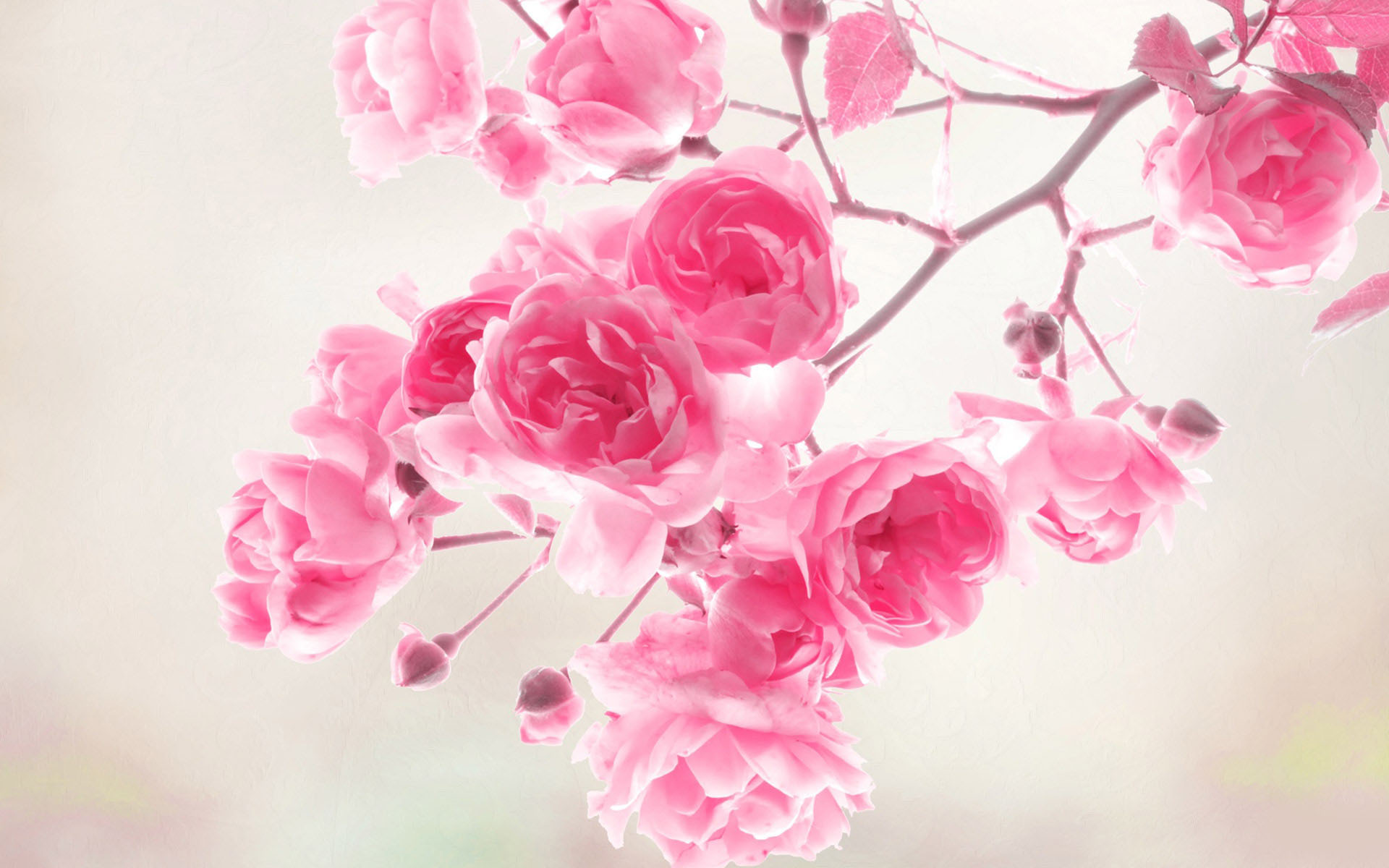 Floral Desktop Wallpaper
