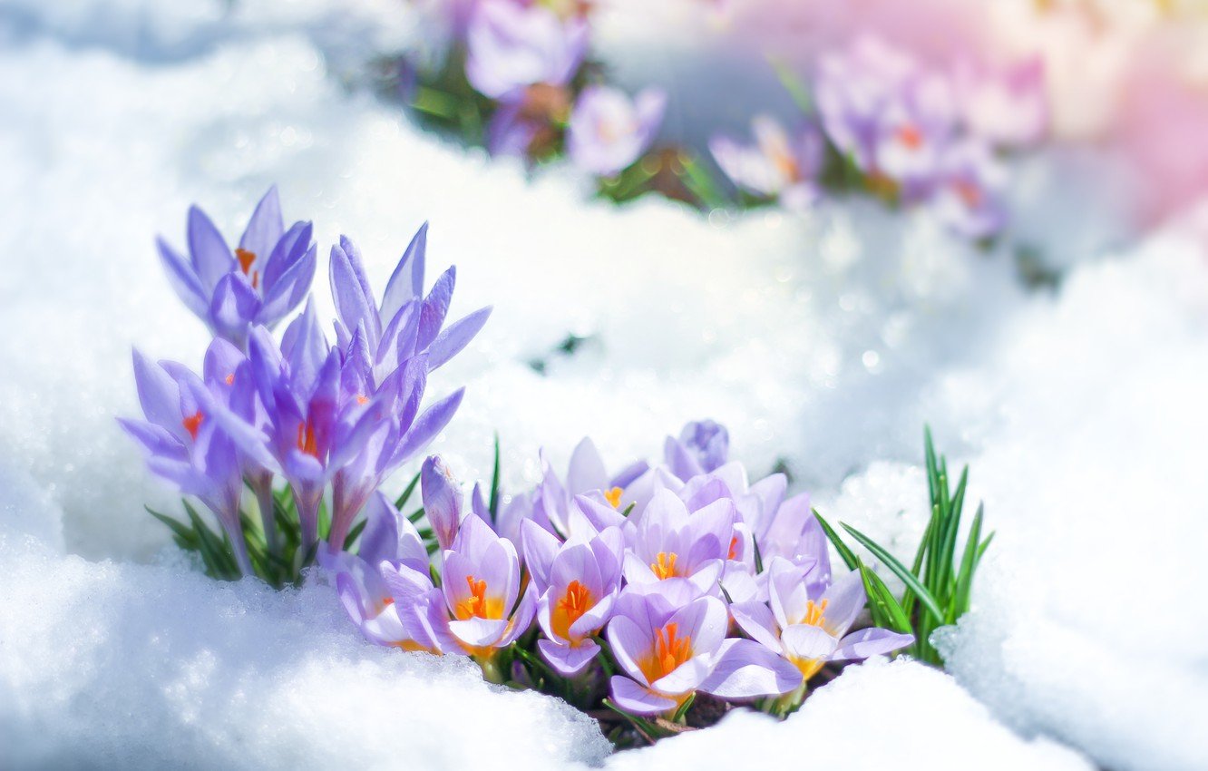 Wallpaper snow flowers spring crocuses lilac images for 1332x850