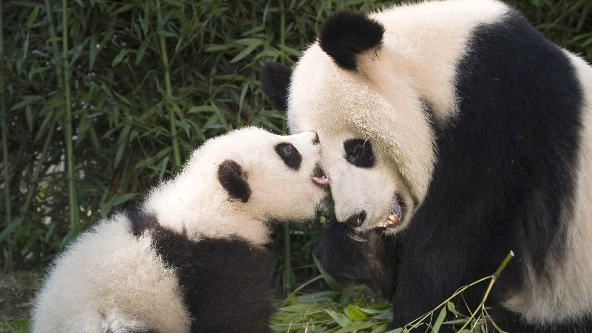 Panda And Baby HD Wallpaper