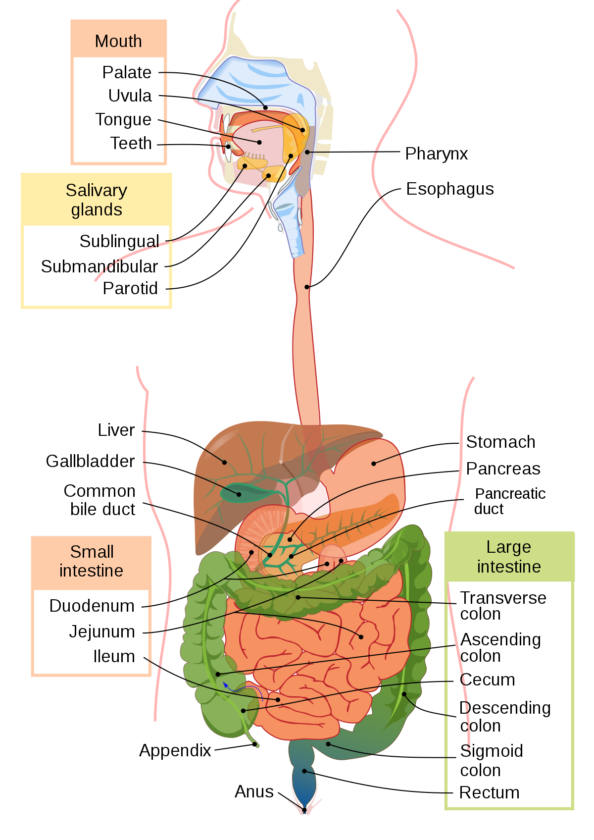 Human Digestive System Wikipedia