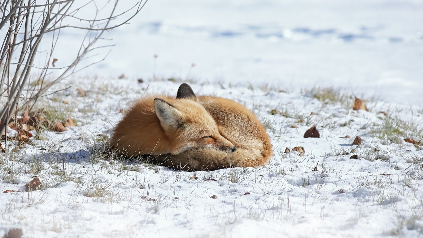 Photos Foxes Lying Down Sleeping Snow Animal