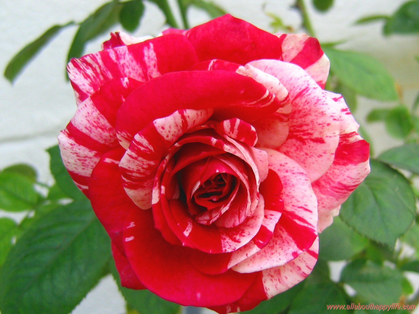 Wallpaper Love Rose Img4329