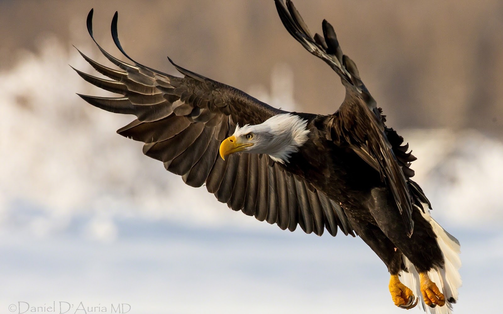 Beautiful Wallpaper Eagle