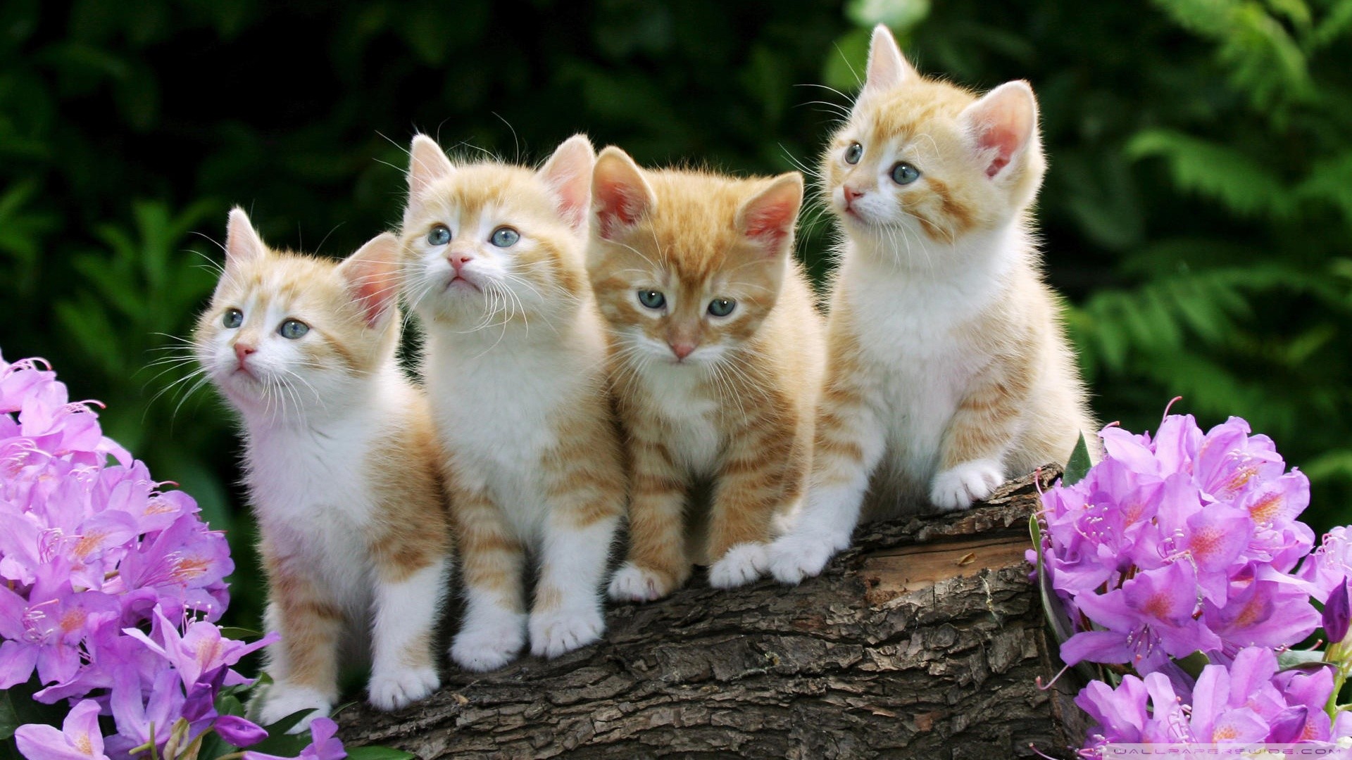 Four adorable kittens perched on a log amidst vibrant purple flowers