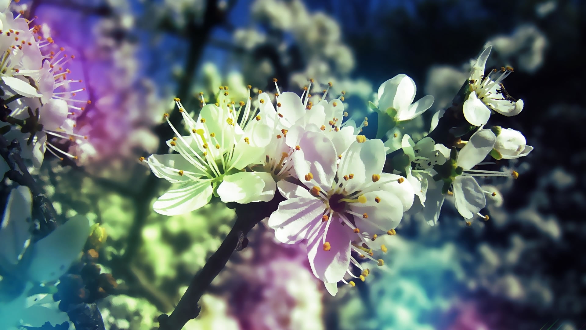 Nature Flowers Wallpaper Image Photos Picture