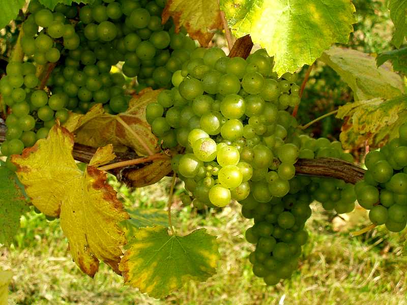 Wine Vineyard Winery Wallpaper For Your Puter Desktop