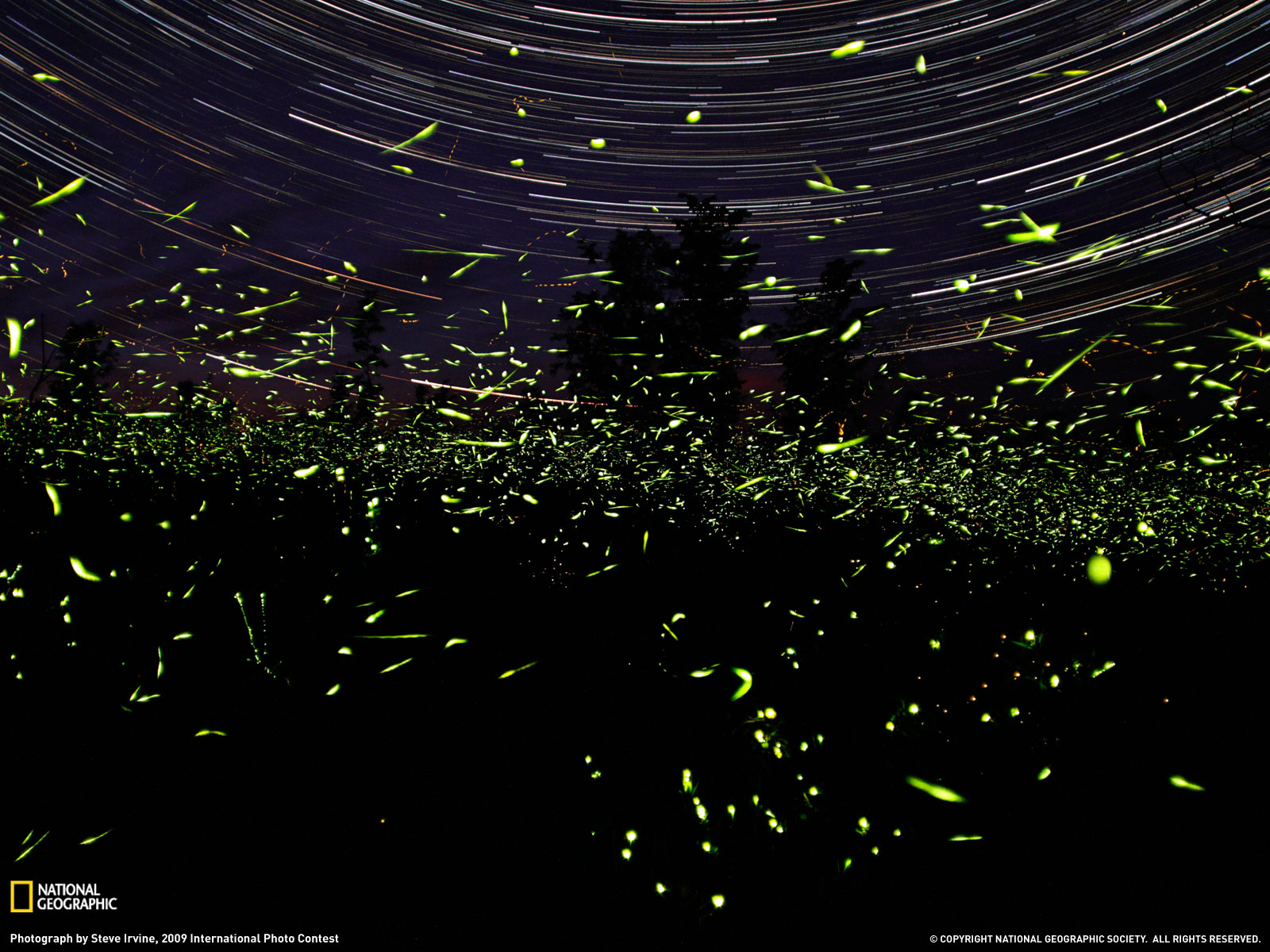 Fireflies Ontario Photo Animals Wallpaper National Geographic