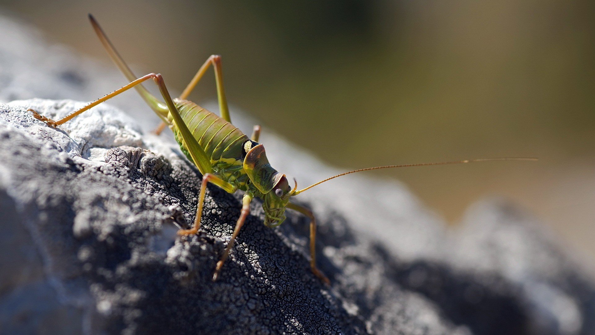 Locust HD Wallpaper