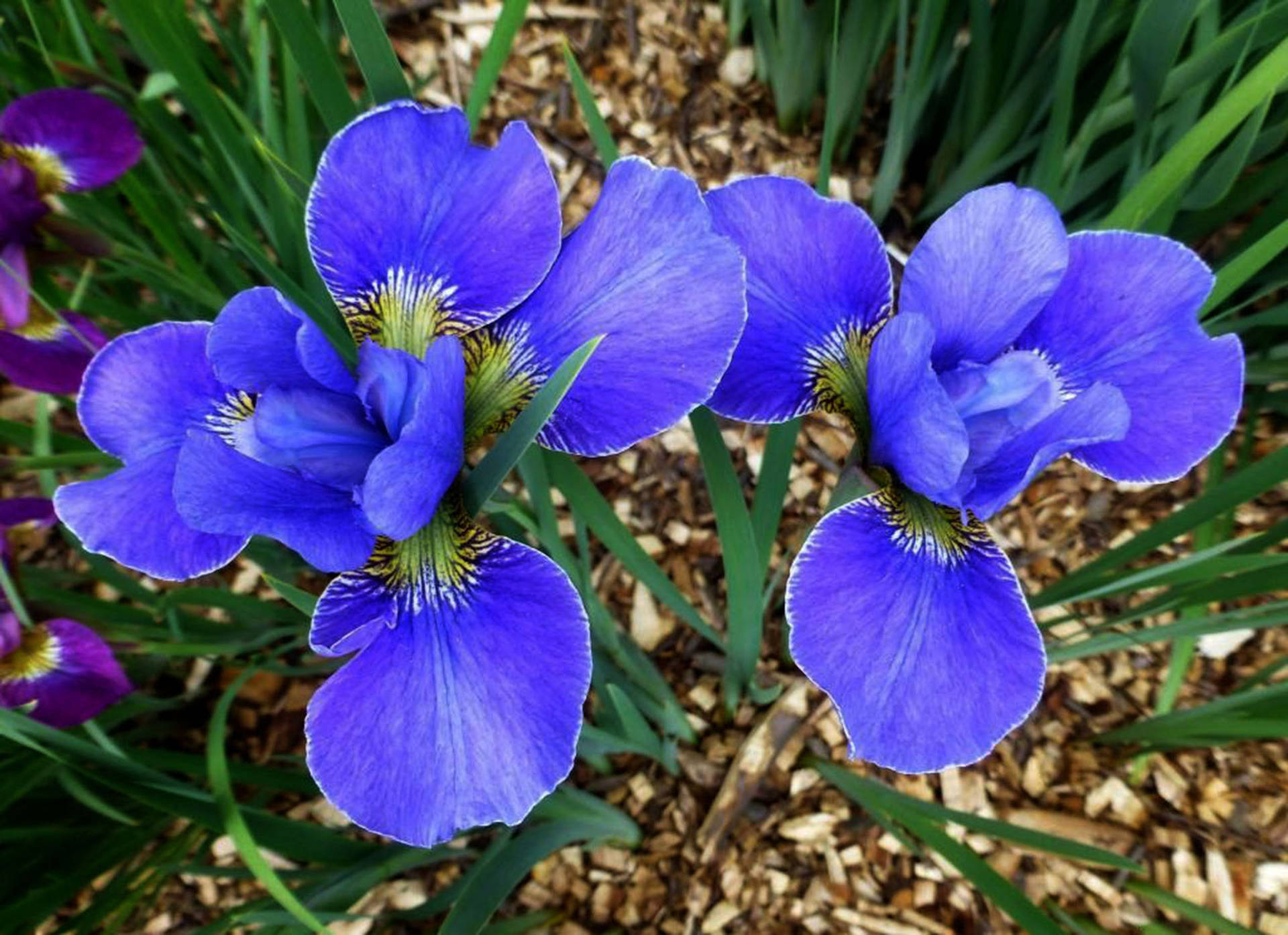 Iris Flower Background Wallpaper