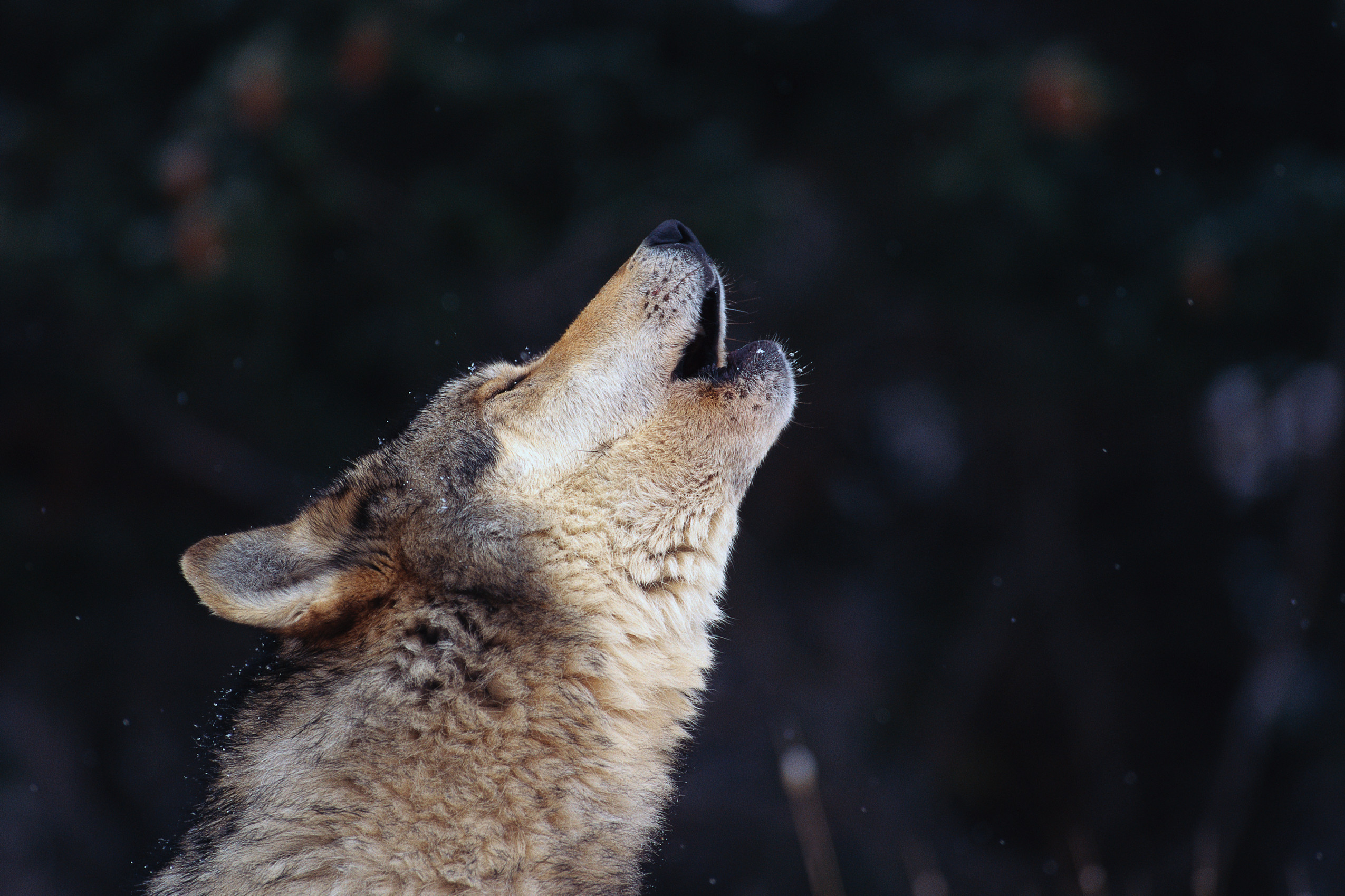 Howling Wolf Linux