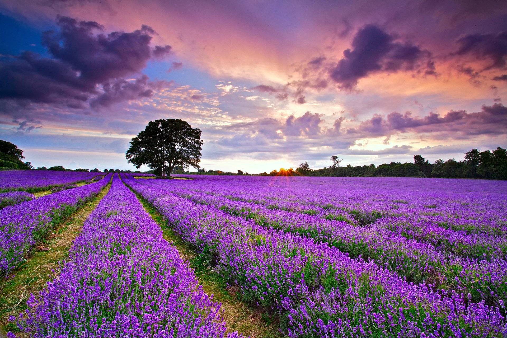 Lavender Flower Background Wallpaper
