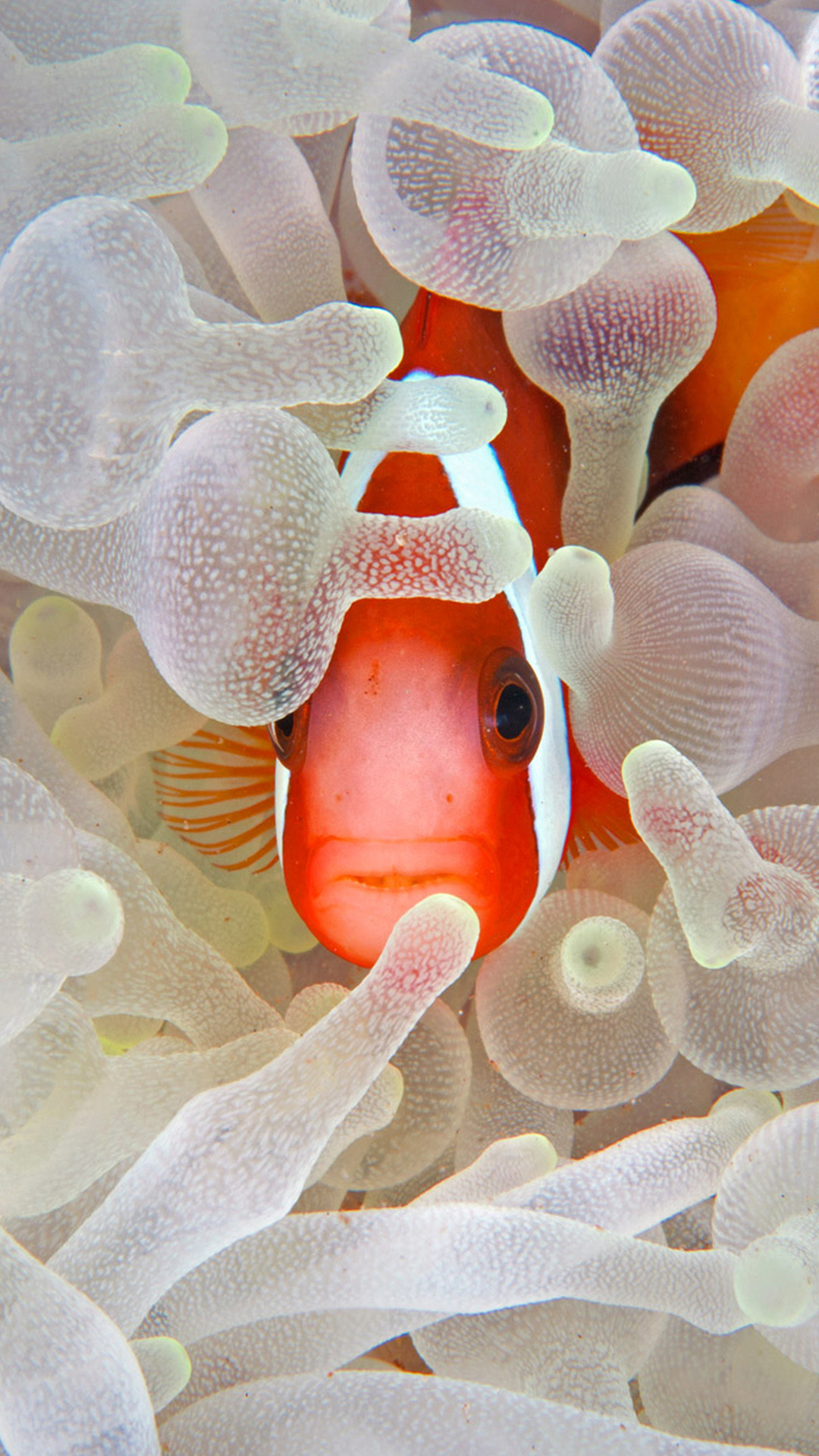 iPhone 6s Fish Wallpaper
