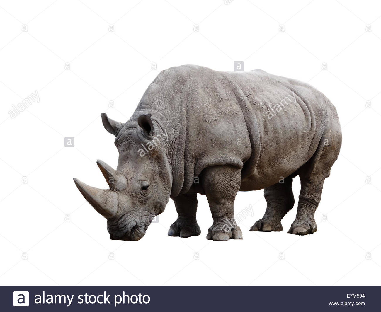 Tê giác Đen - Hãy mở ảnh liên quan đến Tê giác Đen để chiêm ngưỡng một trong những loài động vật quý hiếm nhất trên trái đất. Loài này đang bị đe dọa về số lượng, vì vậy chúng ta cần cảm thấy may mắn khi được nhìn thấy chúng và tôn trọng việc bảo vệ chúng.