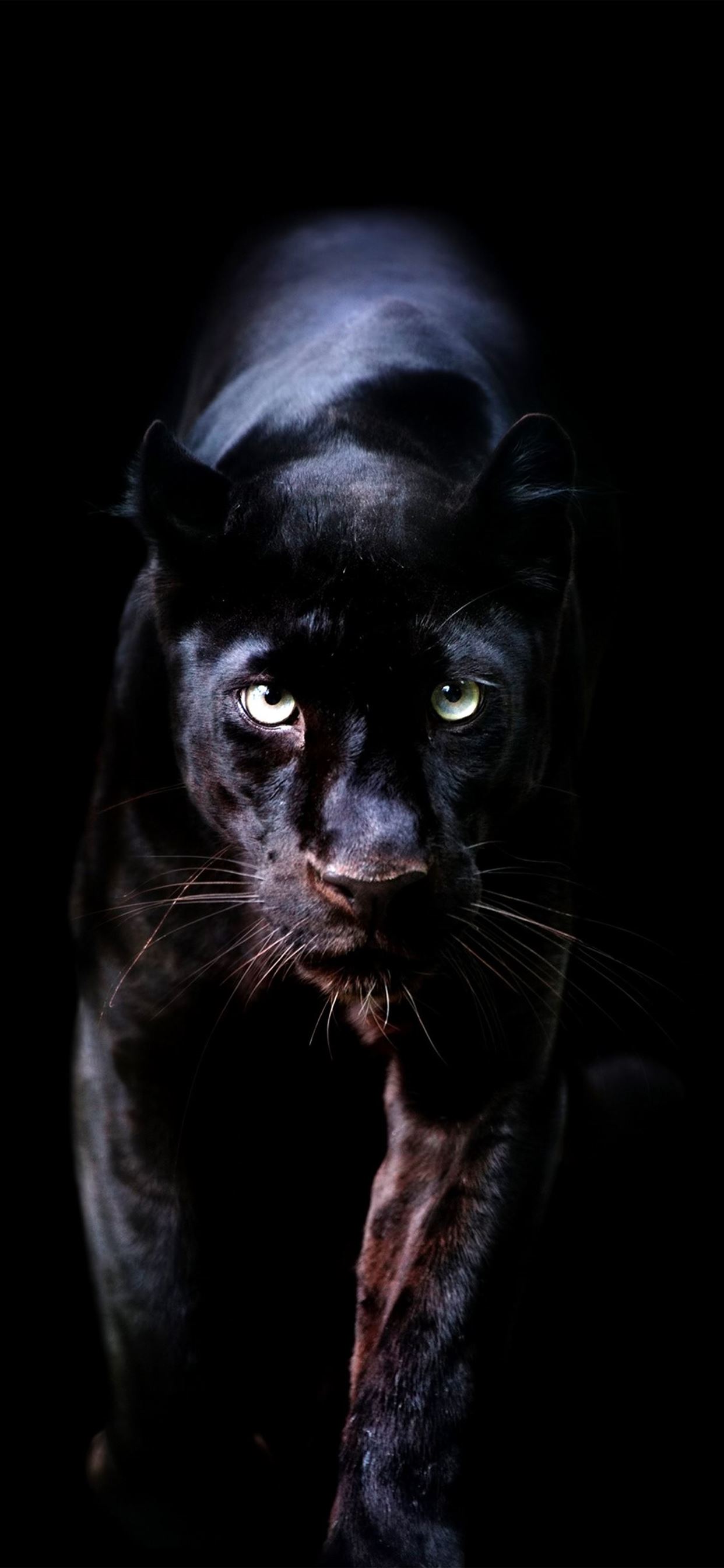 Animal Planet Wallpaper