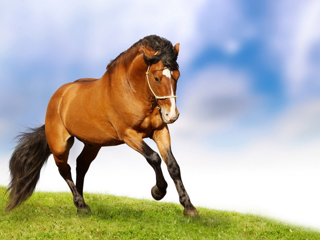 Lovely Horse HD Desktop Wallpaper Beautiful