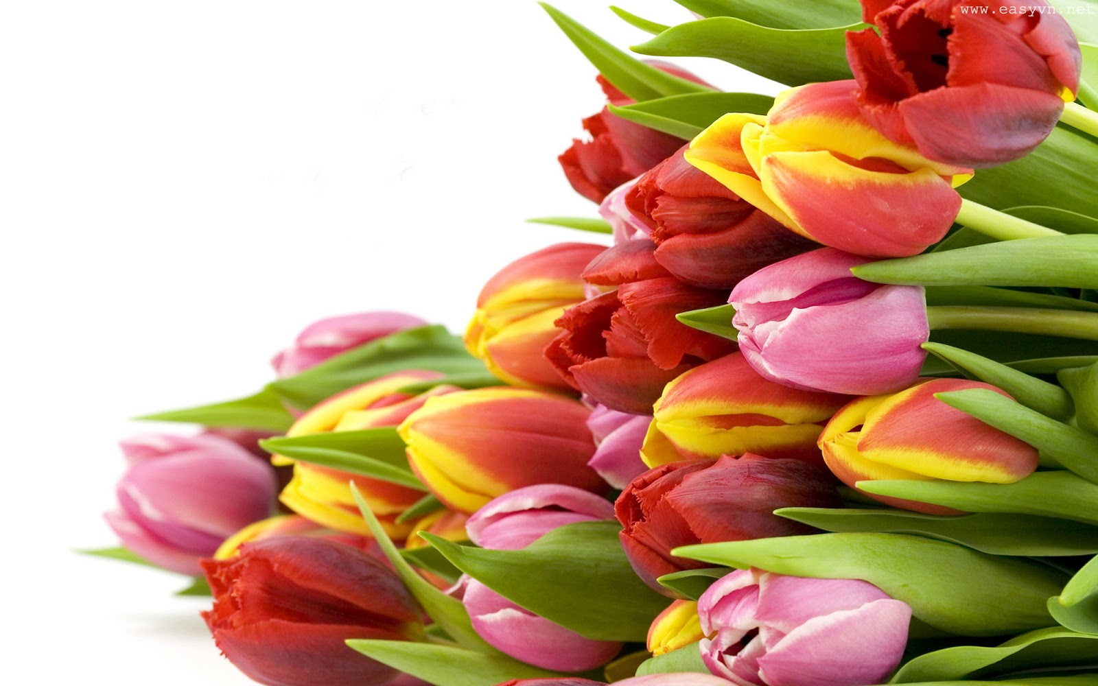 Beautiful Tulips Wallpaper Most Places In