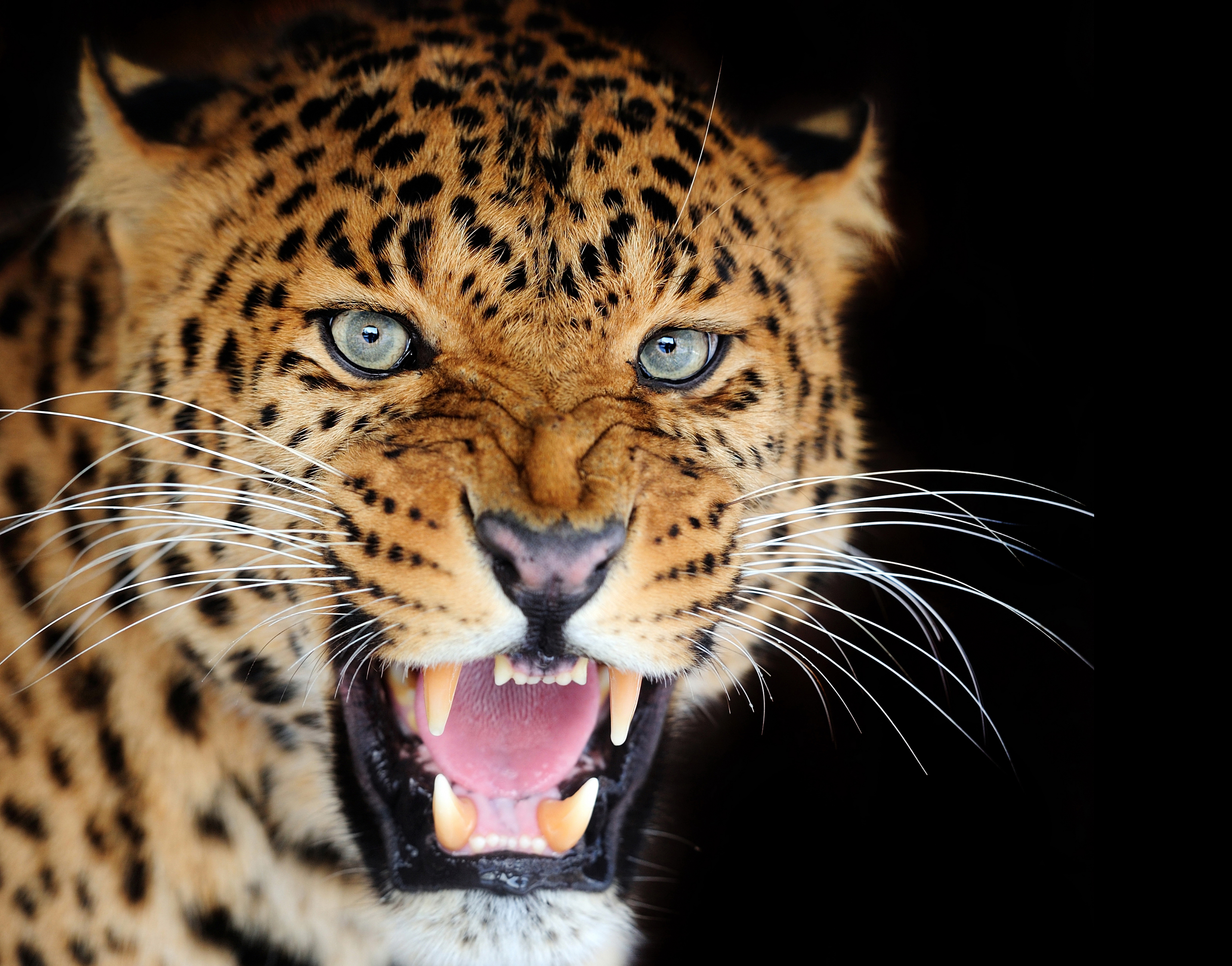 Wallpaper Leopard Big Cats Roar Whiskers Snout Glance