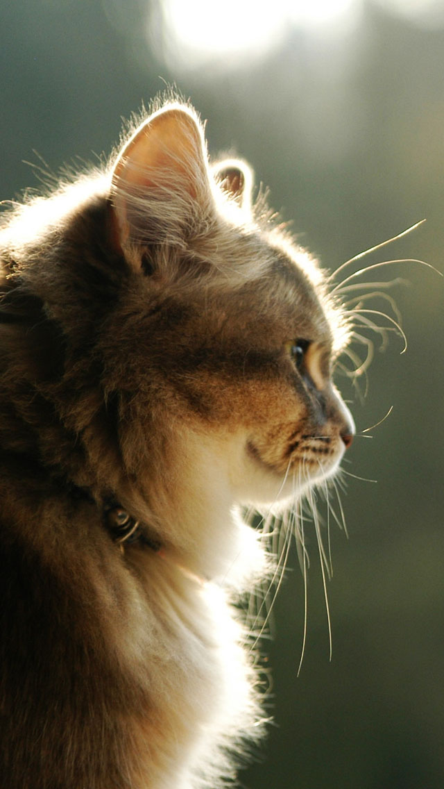 Nice Cat iPhone Wallpaper