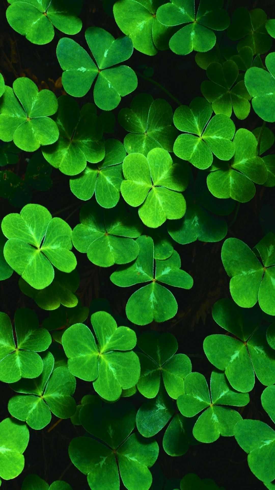 Shamrock HD Wallpaper