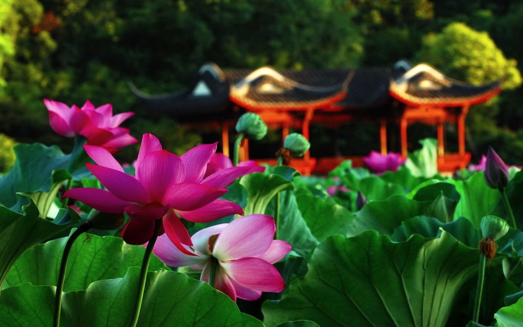 Lotus Garden Desktop Beautiful HD Wallpaper