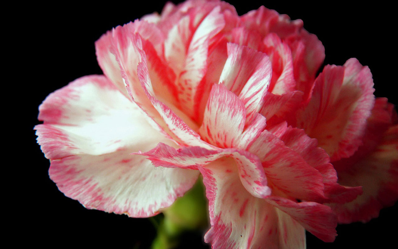 Warm Mother Flower Carnations HD Wallpaper