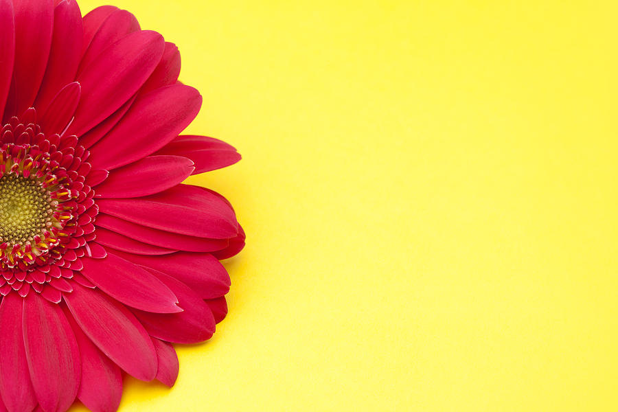 Pink Gerbera Daisy On Yellow Background by Jill Fromer 900x600