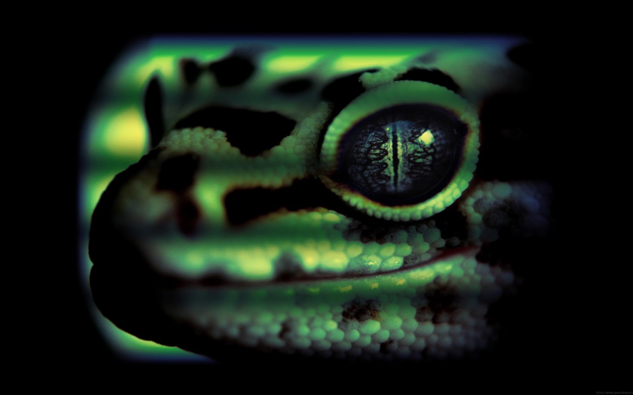 Leopard Gecko Head Desktop Pc And Mac Wallpaper