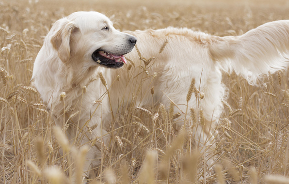 Golden Retriever Dog Field Ears Wallpaper
