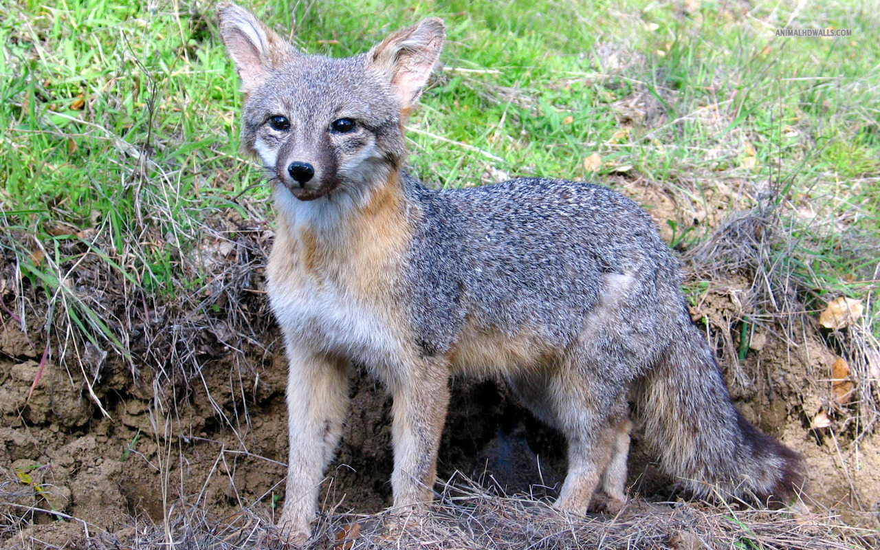 Gray Fox Wallpaper Pet And Animals